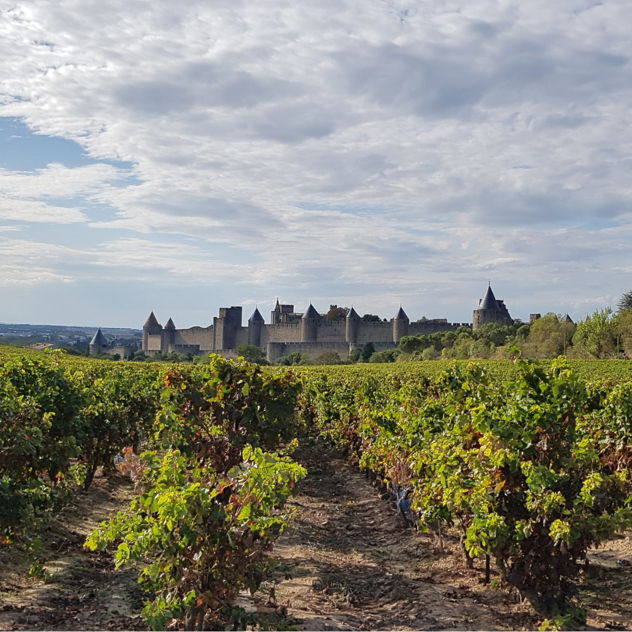 Cité médiévale de Carcassonne avec les vignes en premier plan